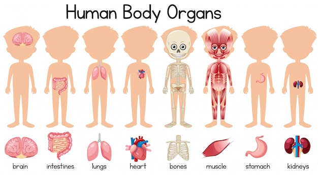 Vector un conjunto de órganos del cuerpo humano