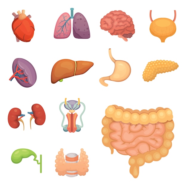 Conjunto de órganos humanos de dibujos animados. Anatomía del cuerpo. Ilustraciones del sistema reproductor, corazón, pulmones, cerebro.