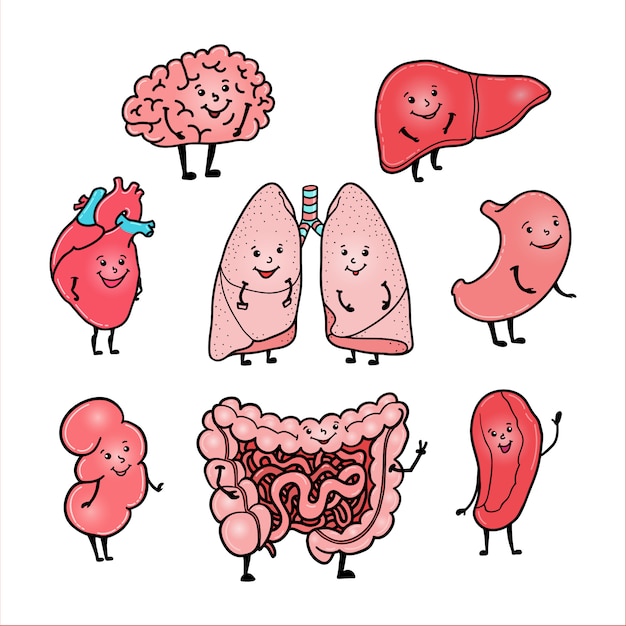 Conjunto de órganos humanos lindos y divertidos: cerebro, corazón, hígado, riñón, intestino, estómago, pulmones y bazo, estilo de dibujos animados