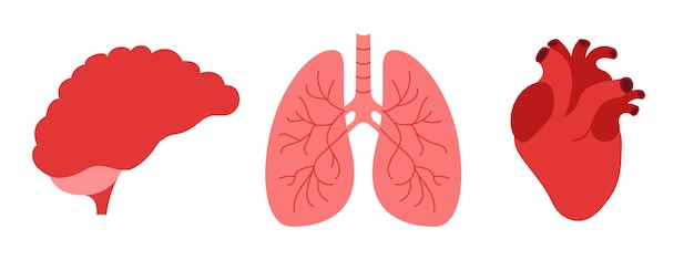 Conjunto de órganos internos humanos iconos planos cerebro corazón y pulmones en fondo blanco neurología