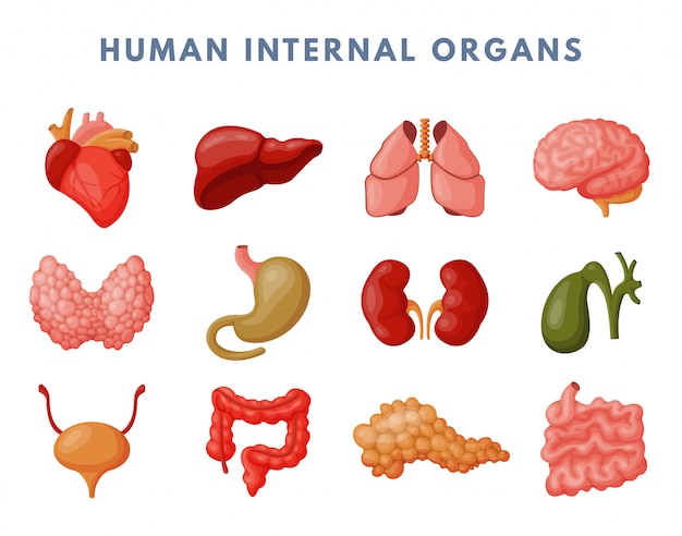Conjunto de órganos internos