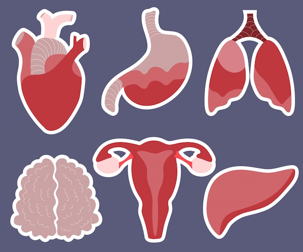 Conjunto de órganos vectoriales