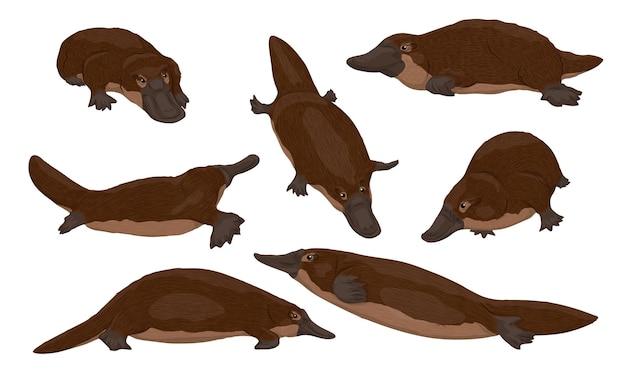 Conjunto de ornitorrincos ornithorhynchus anatinus o ornitorrinco de pico de pato especies endémicas de australia