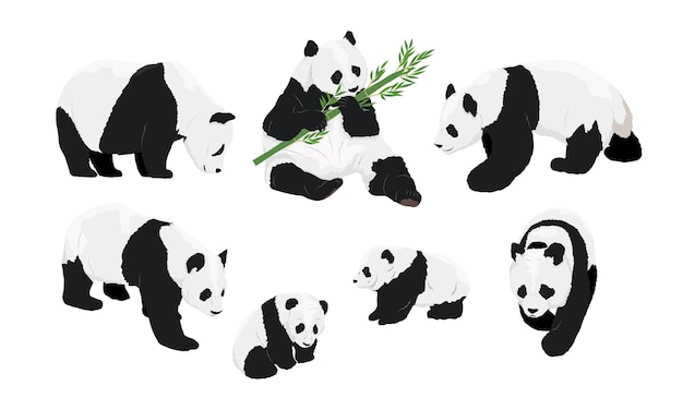 Conjunto de osos pandas gigantes adultos realistas y sus cachorros Animales de China Vector