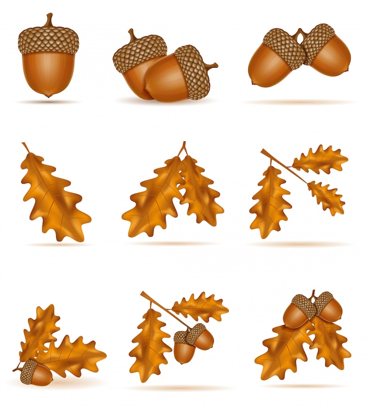 Vector conjunto de otoño bellotas de roble con hojas ilustración vectorial