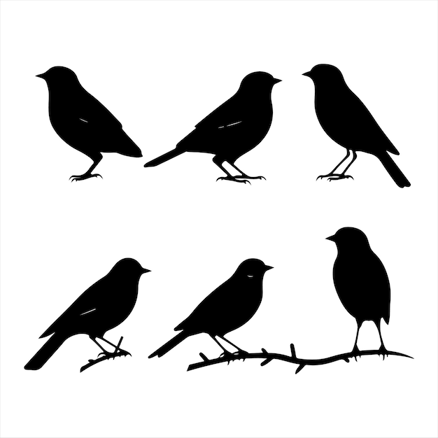 Un conjunto de pájaros Finch de silueta negra
