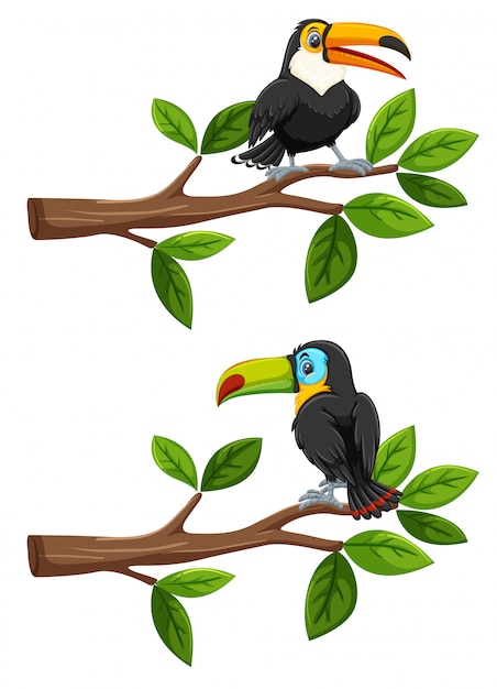Conjunto de pájaros en las ramas