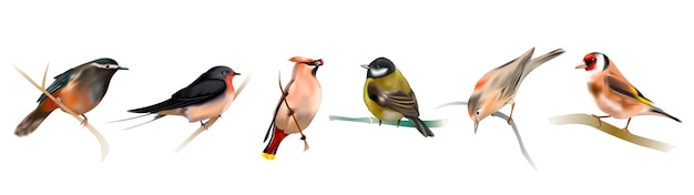 Un conjunto de pájaros sentados en una rama Ilustración vectorial