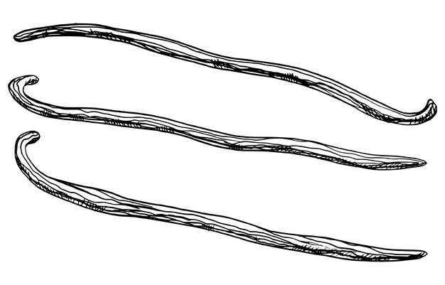 Conjunto de palitos de vainilla Vector dibujado a mano ilustración de vainas de hierbas para especias alimenticias o aceite esencial sobre fondo blanco aislado Dibujo artístico de línea de ingrediente floral para aromaterapia y cosmética