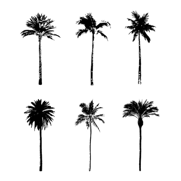 Conjunto de palmeras en dibujos vectoriales de iconos de silueta en blanco y negro
