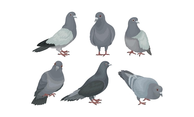 Conjunto de palomas de roca o palomas azules en moiton Caminando comiendo de pie Imagen simplificada de un grupo de aves grises Ilustración vectorial aislada sobre fondo blanco