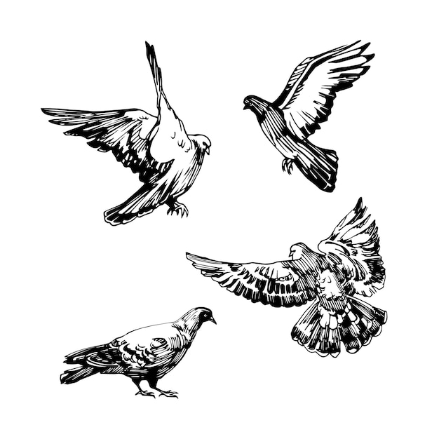 Un conjunto de palomas voladoras de la ciudad palomas salvajes un símbolo de paz Una ilustración vectorial en tinta negra