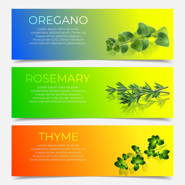 Vector un conjunto de pancartas de especias culinarias ilustración vectorial