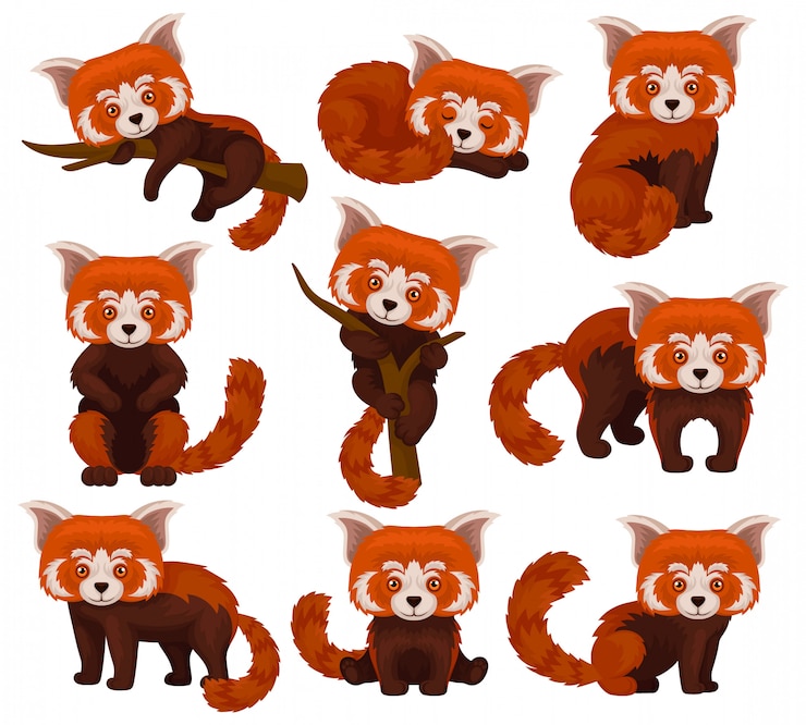 Vector conjunto de panda rojo chino, lindos animales salvajes esponjosos en diferentes poses ilustración sobre un fondo blanco