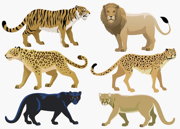 Vector conjunto de paquete de grandes felinos