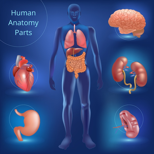Conjunto de partes de anatomía humana
