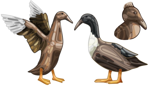 Un conjunto de patos dibujados a mano La raza de patos con pico enganchado