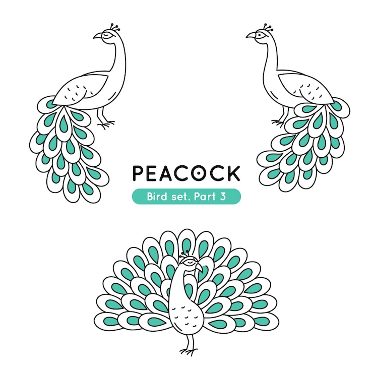 Vector conjunto de pavos reales de doodle en varias poses aislado