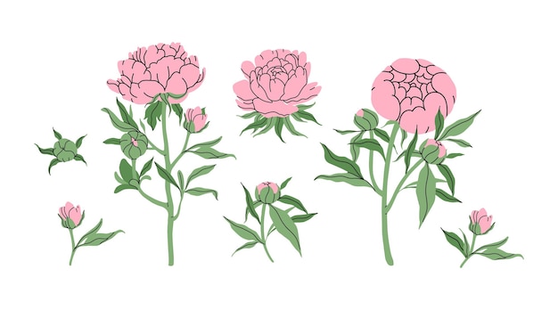 Conjunto de peonías dibujadas a mano flores rosadas delicadas brotes ramas y hojas decoración de primavera para su diseño