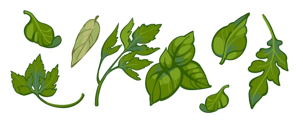 Vector conjunto de perejil, albahaca, rúcula y laurel dibujados a mano.