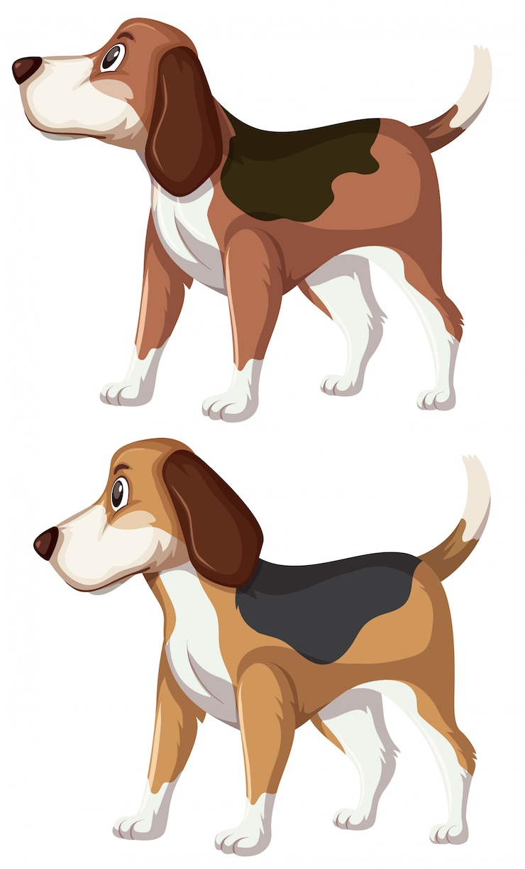 Vector un conjunto de perro beagle