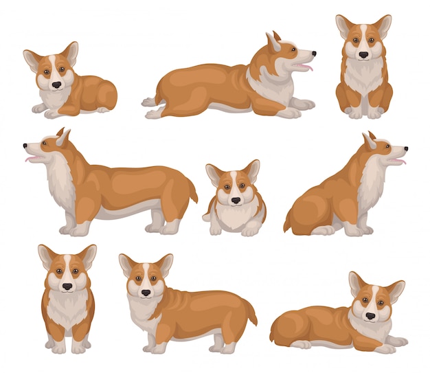 Conjunto de perro corgi galés en diferentes poses. cachorro con patas cortas y pelaje rojo. linda mascota casera iconos detallados