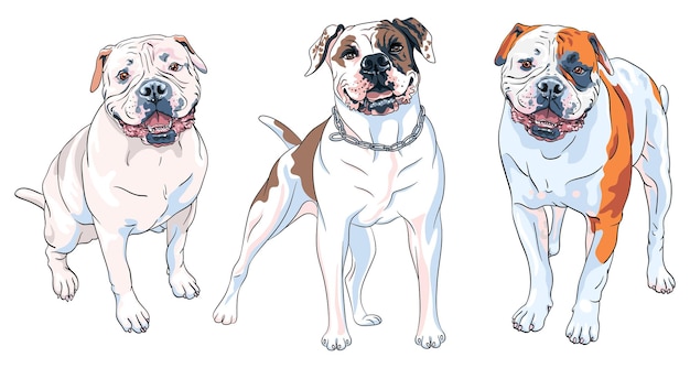 Vector conjunto de perros raza bulldog americano