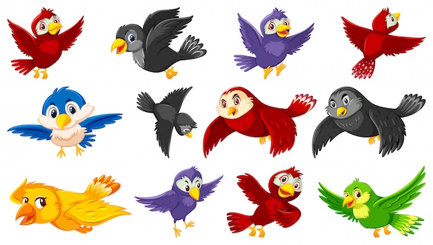 Conjunto de personaje de dibujos animados de aves