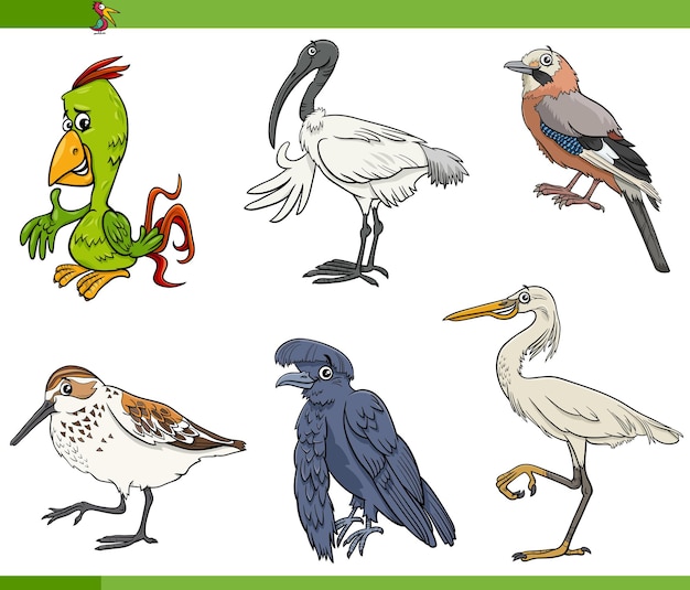 Vector conjunto de personajes de animales de especies de aves de dibujos animados