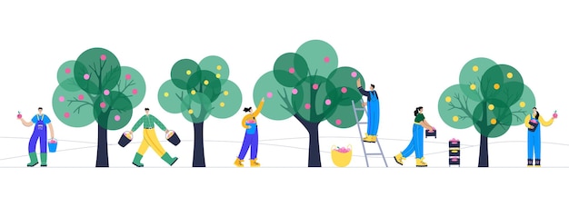 Conjunto de personas recogiendo manzanas de un árbol transportando usando cajas, cestas y baldes en verano