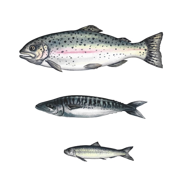 Conjunto con pescado, trucha, caballa, sardinas Ilustración en acuarela vectorial Imagen en color de mariscos
