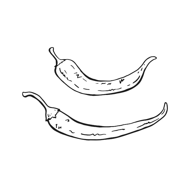 Conjunto de pimienta de chile Ilustración vectorial dibujada a mano