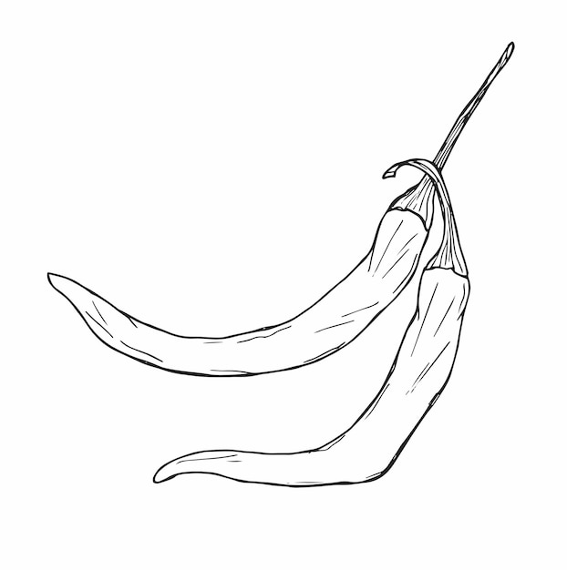 Conjunto de pimientos picantes dibujados a mano Ilustración vectorial aislada en blanco