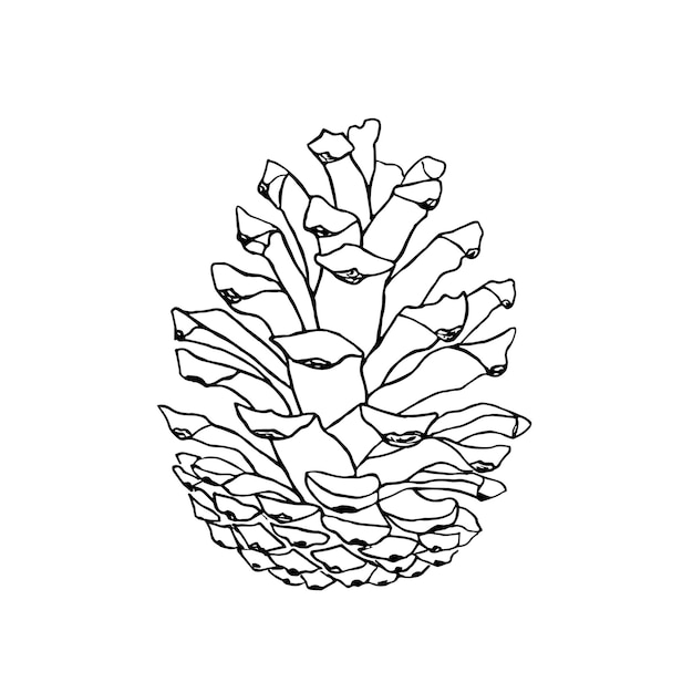 Conjunto de pino dibujado a mano dibujo de contorno ilustración vectorial para colorear tarjetas de impresión de envases