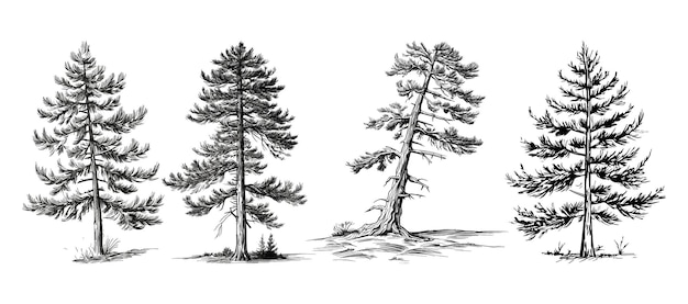 Conjunto de pinos de lodgepole en estilo de dibujo a mano