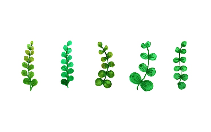 Vector conjunto pintado a mano de hoja de acuarela verde.