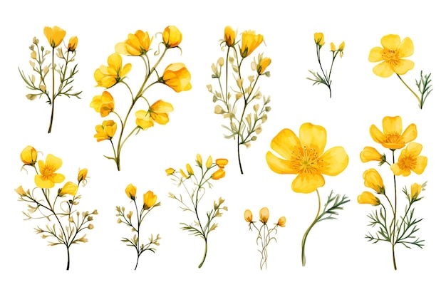 Conjunto de pintura acuarela de ramas de flores silvestres amarillas sobre fondo blanco ilustración vectorial