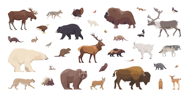 Conjunto plano de animales norteamericanos Animales aislados sobre fondo blanco Ilustración vectorial