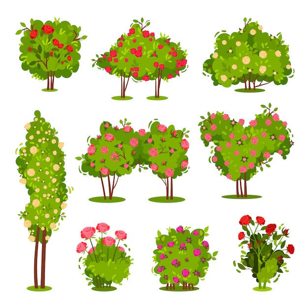 Vector conjunto plano de arbustos de rosas. floración de plantas de jardín. arbustos verdes con hermosas flores. elementos del paisaje