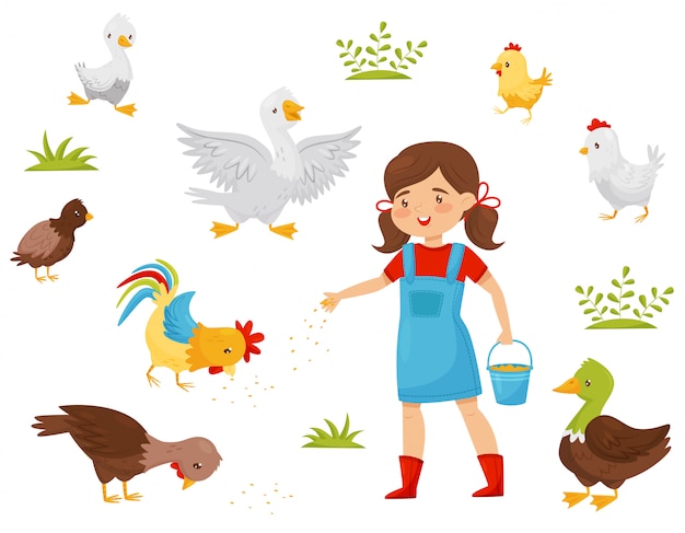 Conjunto plano de aves de granja, niña con cubo de grano. Alimentación infantil de aves domésticas. Avicultura