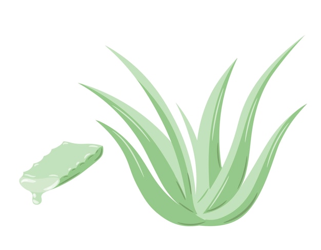 Vector conjunto de planta medicinal de aloe vera y corte de tallo suculento. planta dibujada a mano en estilo boceto.