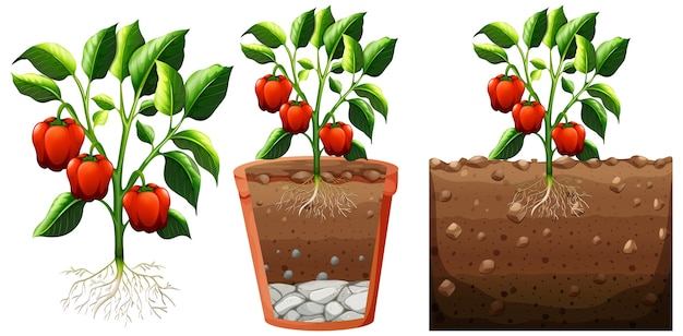 Vector conjunto de planta de pimiento con raíces aislado en blanco