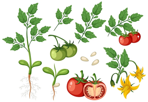 Vector conjunto de planta de tomate y elemento de fruta aislado.