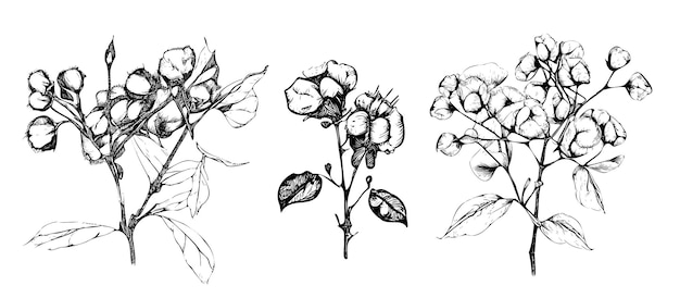 conjunto de plantas de algodón ilustración vectorial dibujada a mano.