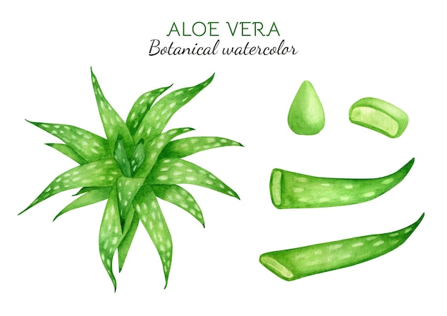 Conjunto de plantas de aloe vera de acuarela Gota de jugo de aloe suculento verde fresco y hojas en rodajas