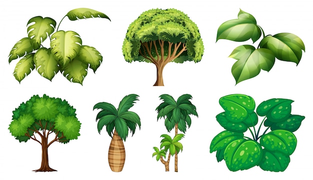 Vector conjunto de plantas y arboles variados