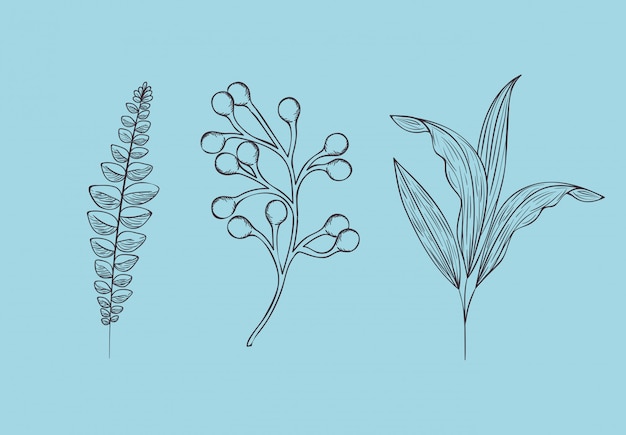 Vector conjunto de plantas botánicas dibujadas.