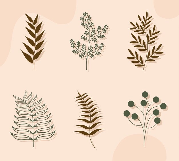 Conjunto de plantas estéticas