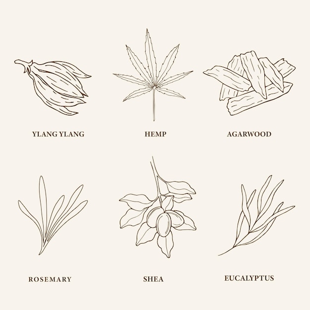 Conjunto de plantas y flores de aceite esencial dibujadas a mano.