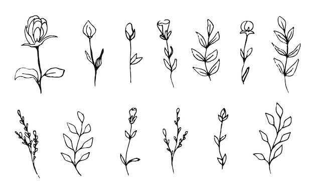 Conjunto de plantas con flores y ramas de árboles brotes hojas y bayas Imagen vectorial botánica dibujada a mano